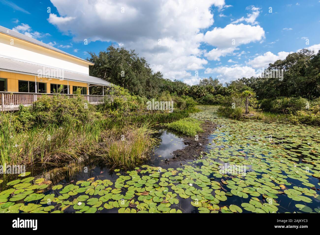 Pond with water lilies, Everglades, Florida. Stock Photo