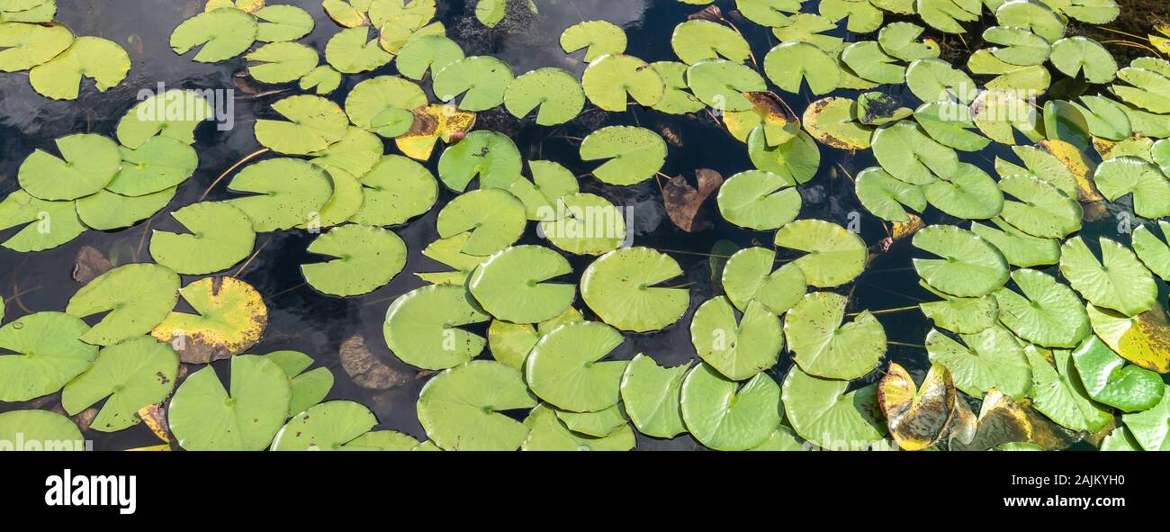 Green water lily leaves background. Stock Photo