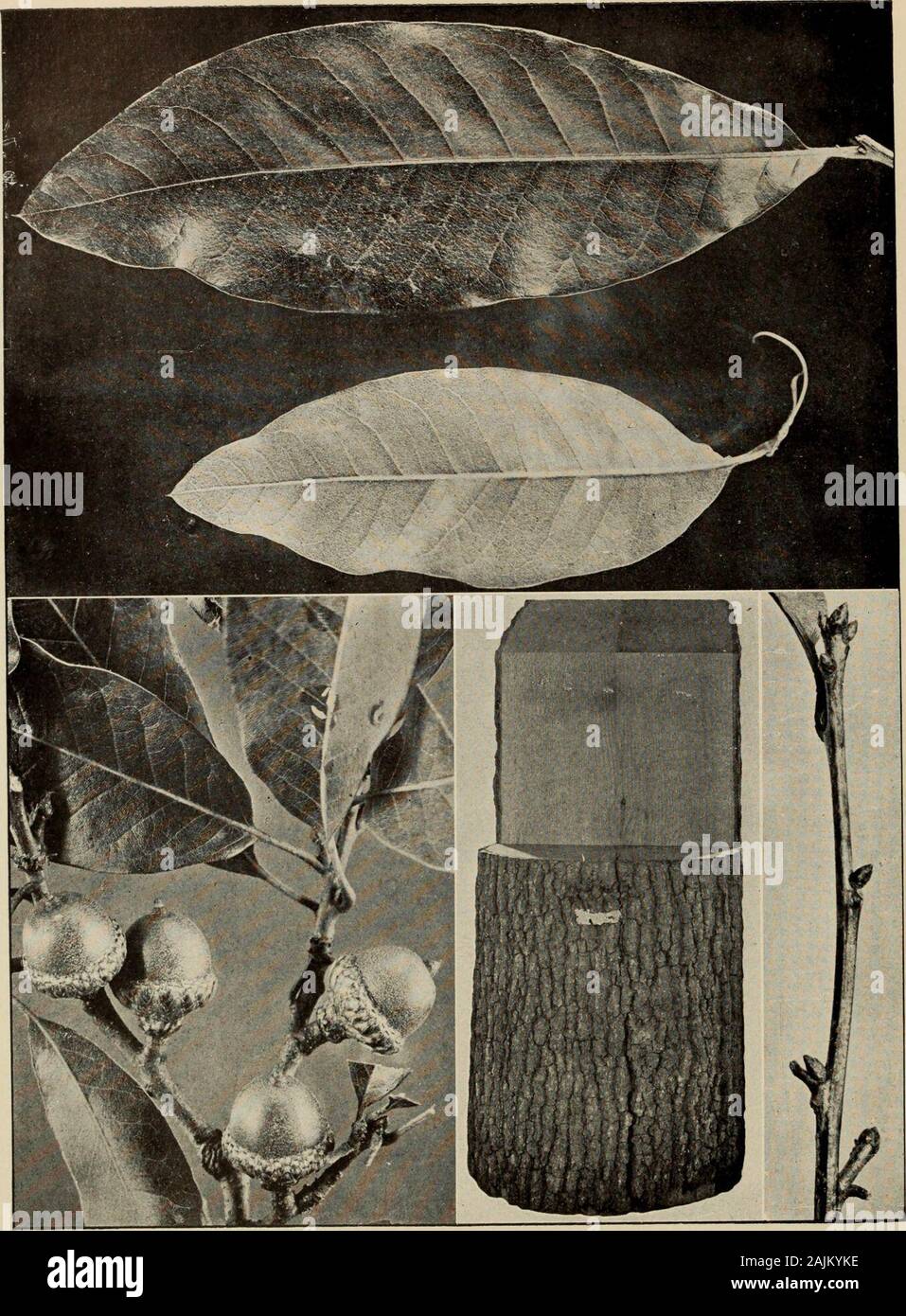 The tree book : A popular guide to a knowledge of the trees of North America and to their uses and cultivation . THE SHINGLE OAK {Quercus imbricaria) The glossy, elliptical leaves are unlike the typical oak leaf. The plump little acorns leave no doubt as to the family name of the tree. Half-grown acorns appear above the mature ones The Oaks fibres extend in vertical plates from centre to bark in the tree.When the wood is properly sawed these shining medullary, orpith rays, show as irregular patches on the surface. Much of thebeauty of polished oak depends upon these mirrors/ which arethe large Stock Photo