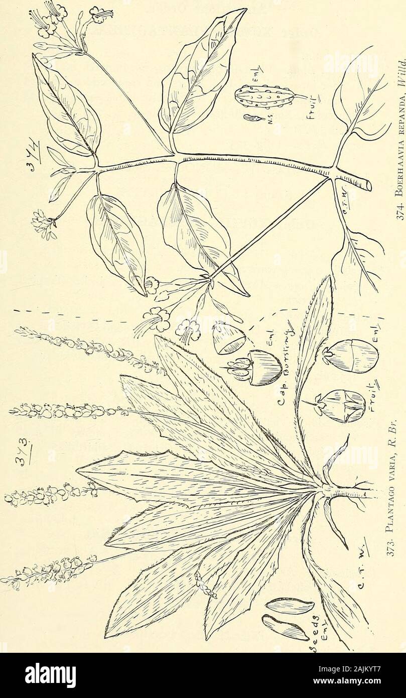 Comprehensive catalogue of Queensland plants, both indigenous and naturalised To which are added, where known, the aboriginal and other vernacular names; with numerous illustrations, and copious notes on the properties, features, &c., of the plants . 372. Teucrium ajugaceum, Bail, et F. v. M. XCVII. PLANTAGINEiE.—XCVIII. NYCTAGINEyE. 395. 39S XCVII. PLANTAGINE.E.—XCIX. ILLECEBRACE^. Anomalous Order.Order XCVII.—PLANTAGINEiE. Plan (ago, Linn. *major, Linn.—Plantain of Europe. Seeds much in favourfor bird-seed, and both leaves and seeds said to be usedin India for dysentery. Our native kinds equ Stock Photo