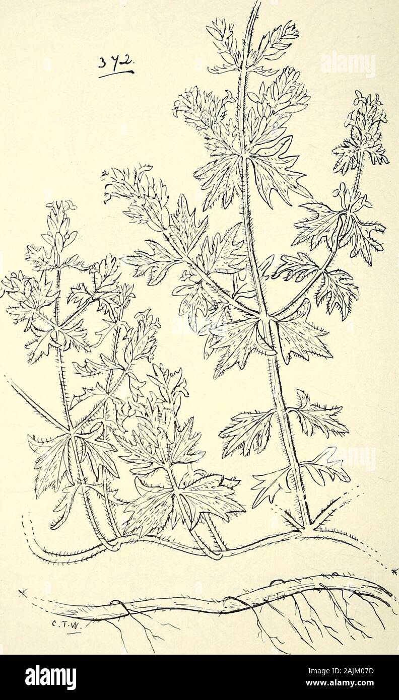 Comprehensive catalogue of Queensland plants, both indigenous and naturalised To which are added, where known, the aboriginal and other vernacular names; with numerous illustrations, and copious notes on the properties, features, &c., of the plants . &lt; ° cq Oh -a 394 XCVI. LABIATE.. 372. Teucrium ajugaceum, Bail, et F. v. M. XCVII. PLANTAGINEiE.—XCVIII. NYCTAGINEyE. 395 Stock Photo