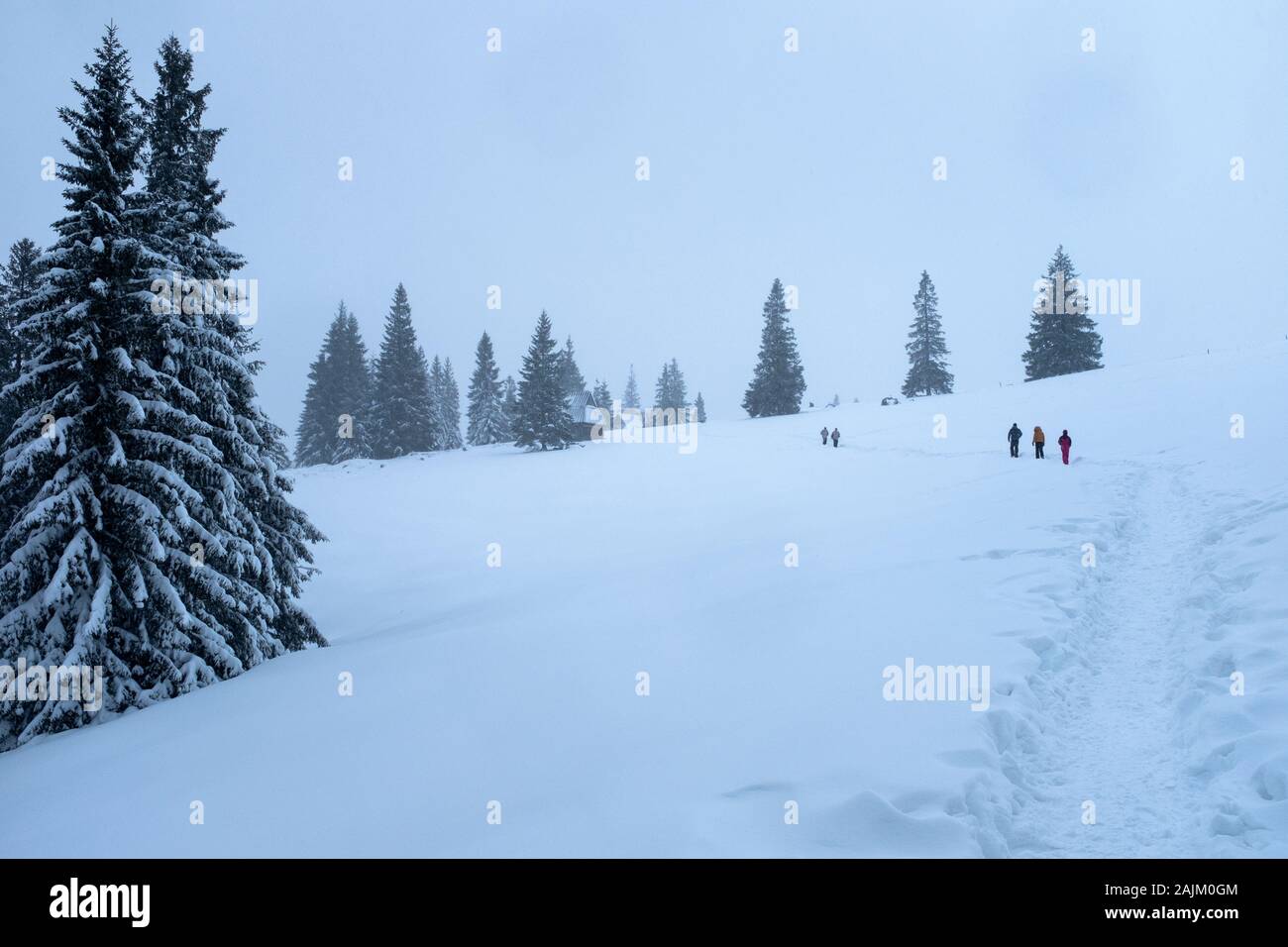 Snow covered meadow and track, Zakopane, Poland Stock Photo Alamy