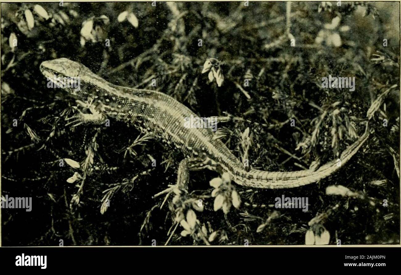 Excellent naturalists hi-res stock photography and images - Alamy