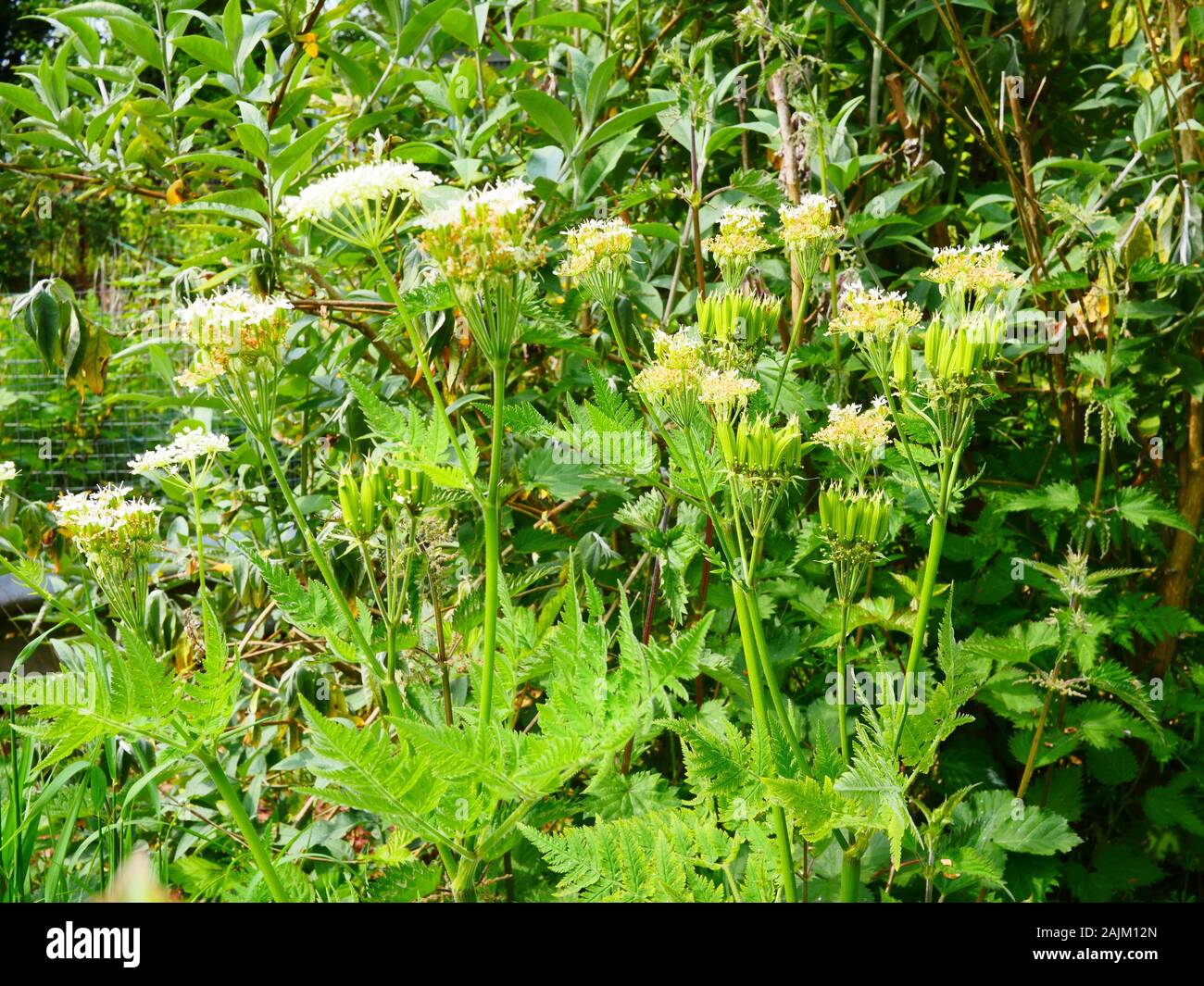 Myrrhis odorata, sweet cicely umbels of small white flowers Stock Photo