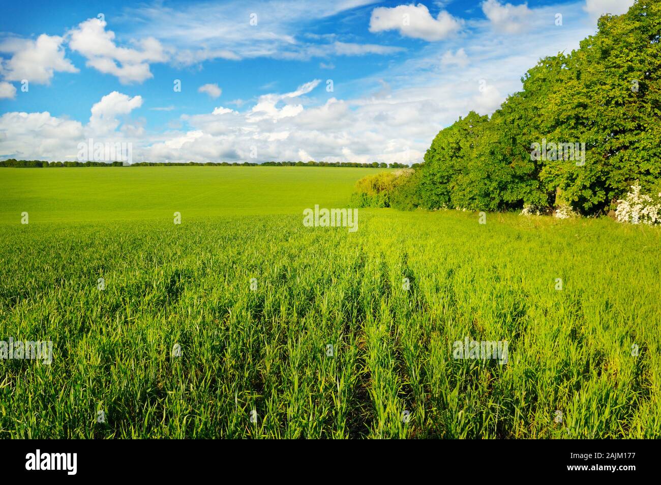 green field and blue sky with light clouds Stock Photo - Alamy