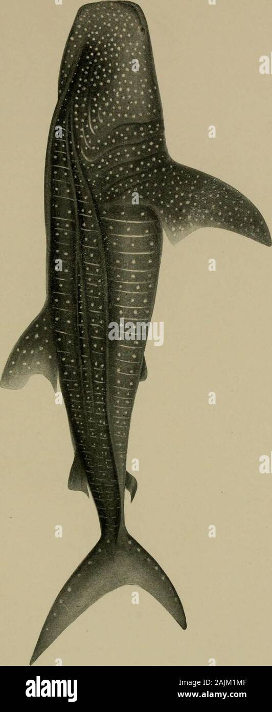 Smithsonian miscellaneous collections . naanalis alteri pinnae dorsalis pccne opposita. Rhincodon typus, mihi. Supra viridi-griseus maculis et lineis albis numerosis; subtus rubroalbusad rubrum transiens; dorso ante anteriorem suam pinnam carinato, post ro-tundato, deinde piano. Colour of back and sides greenish gray, with numerous white spots, vary-ing in size from that of a sixpence to a halfpenny; also several white lineson the sides of the head, body and about the branchiae; below reddish white,passing into vermillion red, anterior part of back carinated, posterior roundedor flat. Length o Stock Photo