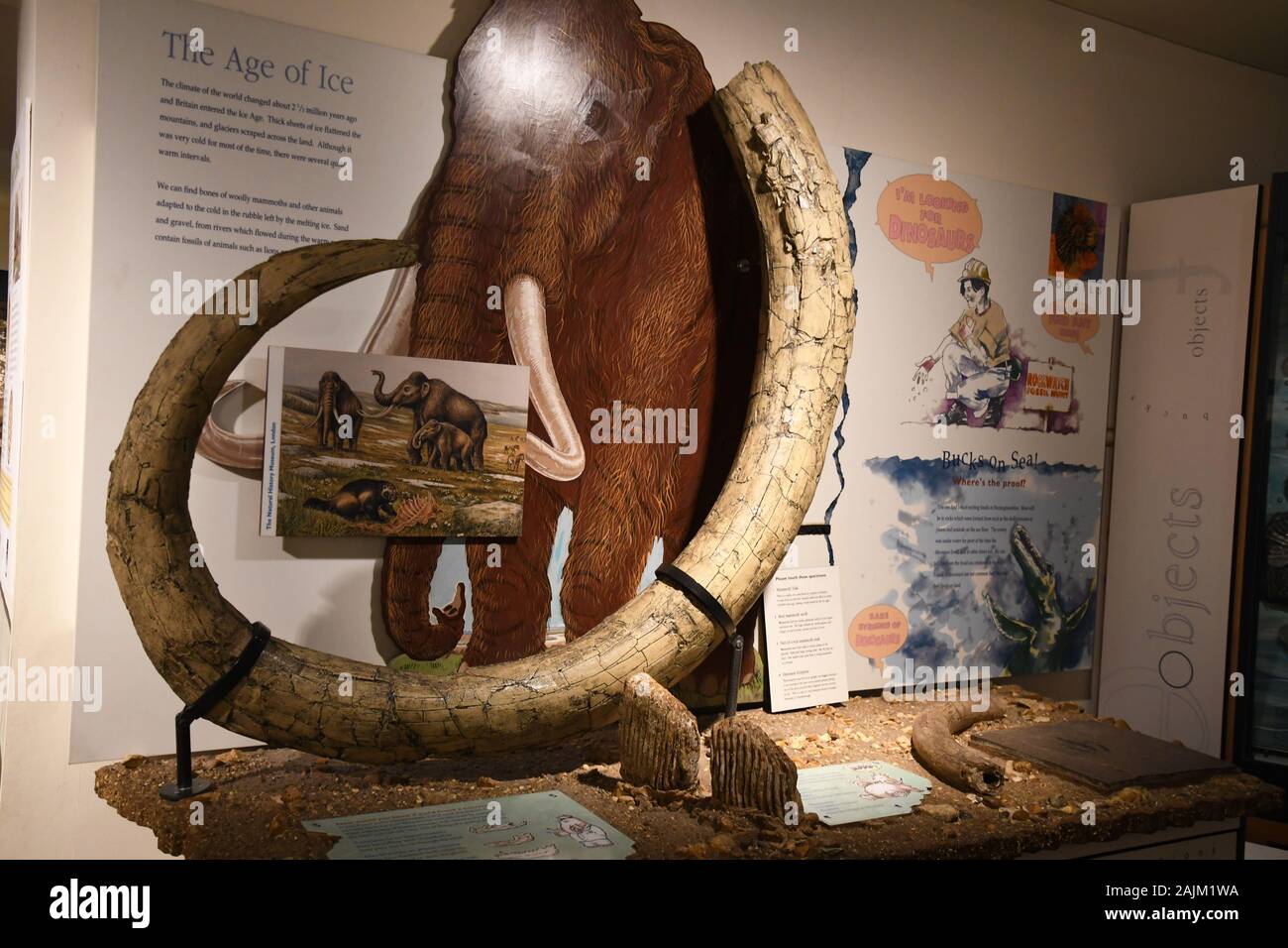 Tusk of a woolly mammoth at Bucks County Museum, Aylesbury, Buckinghamshire, UK Stock Photo