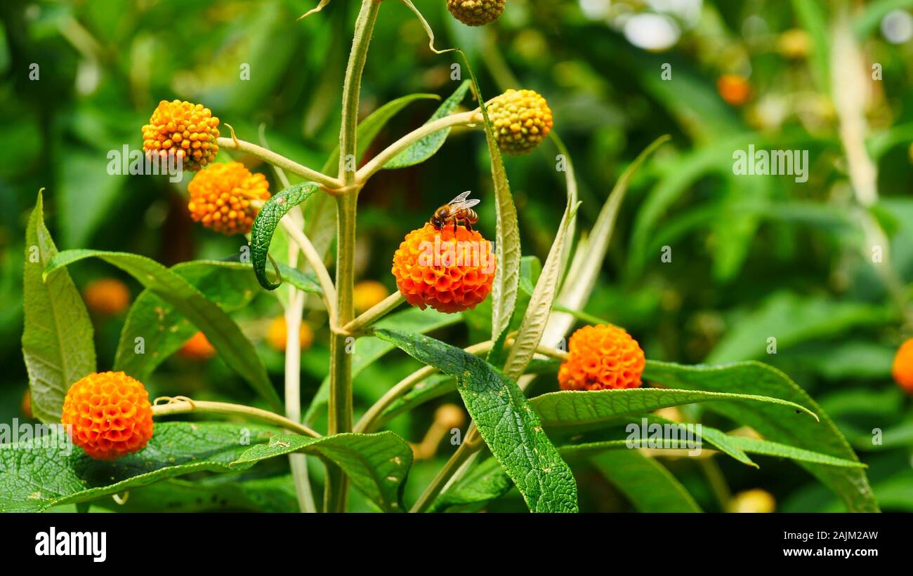 Buddleja globosa, Orange Ball Tree Stock Photo Alamy