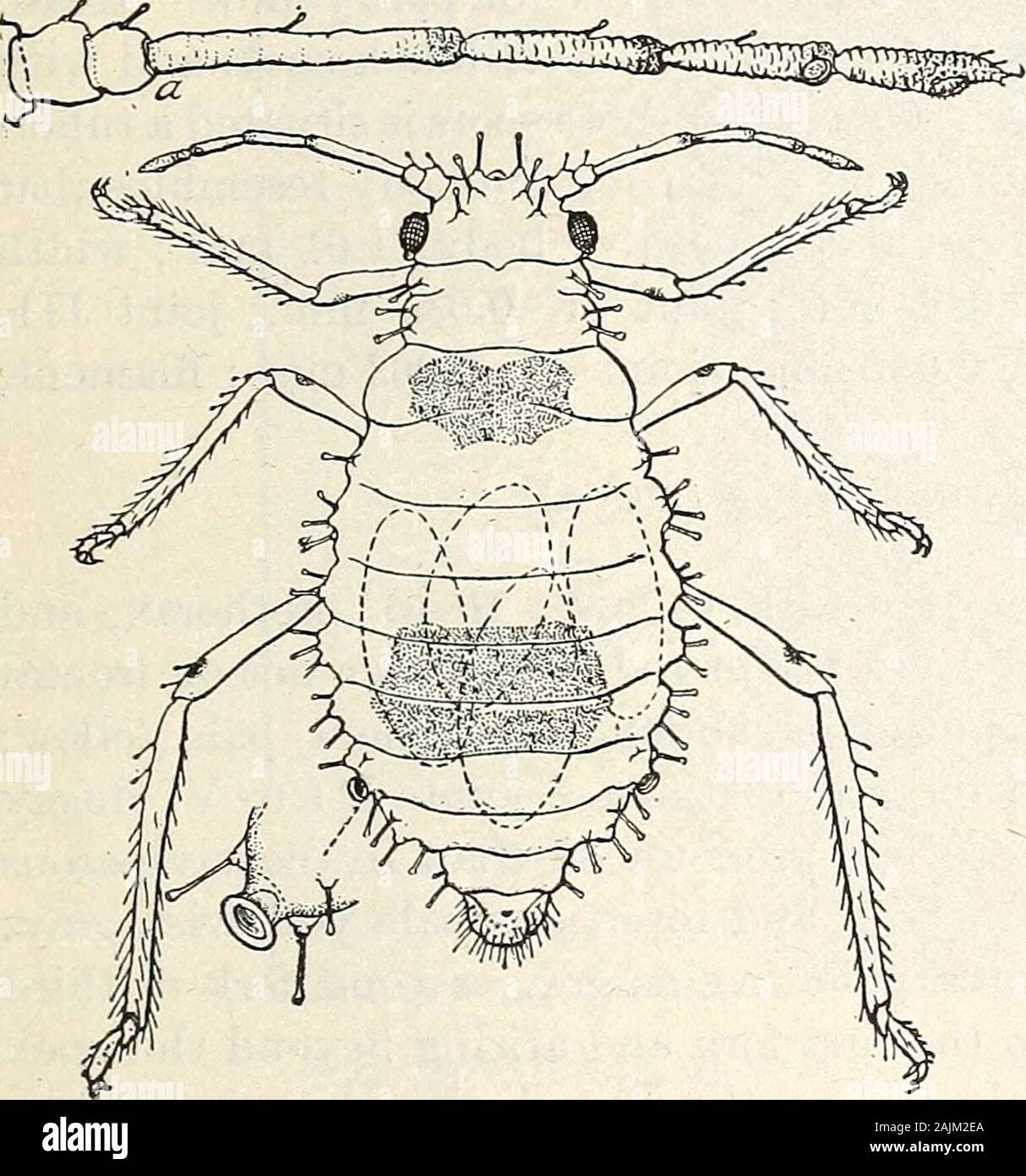 Walnut Aphids In California Coxae Measurements Length Of