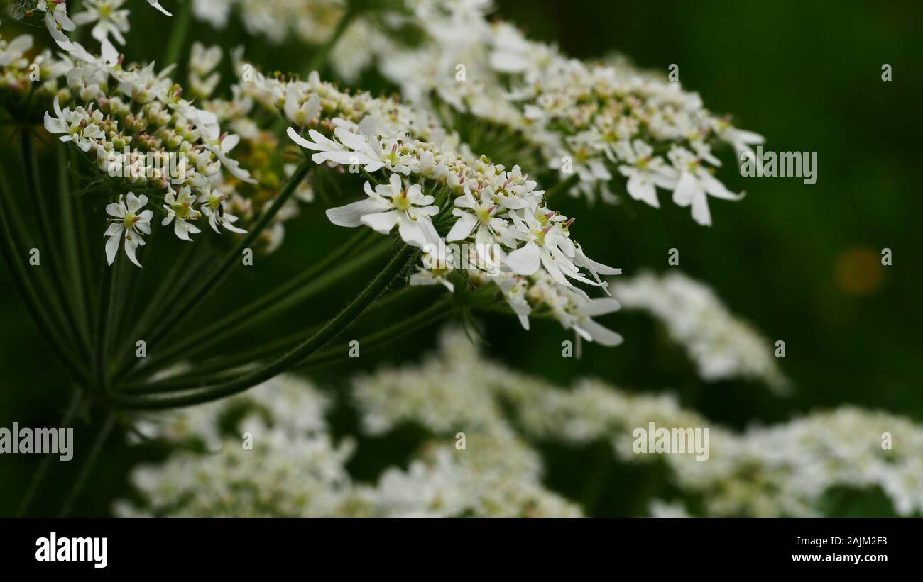 Umbellifer, Heracleum sphondylium, white lacy flowers, hogweed, close up Stock Photo