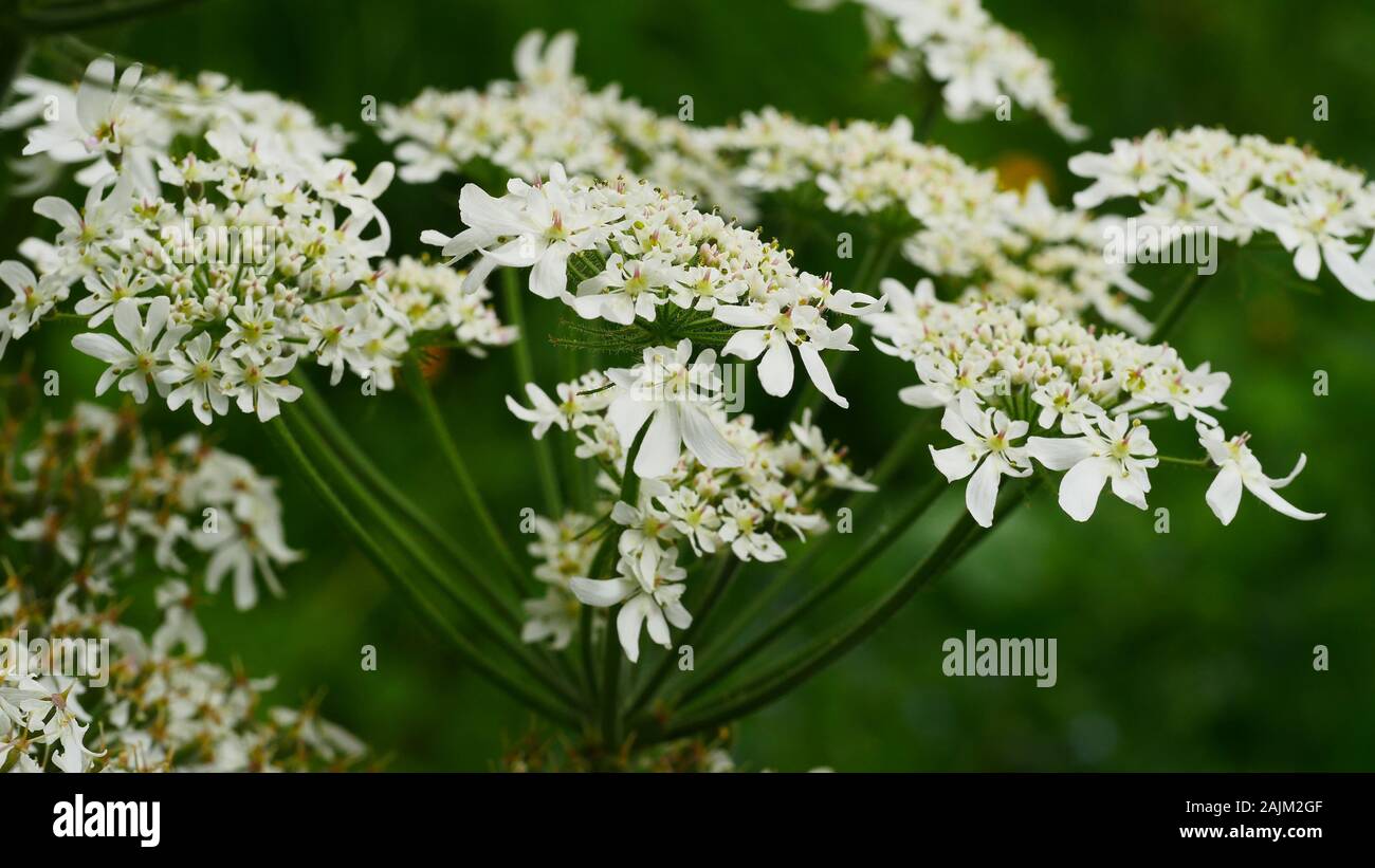 Lacy flowers hi res stock photography and images Alamy