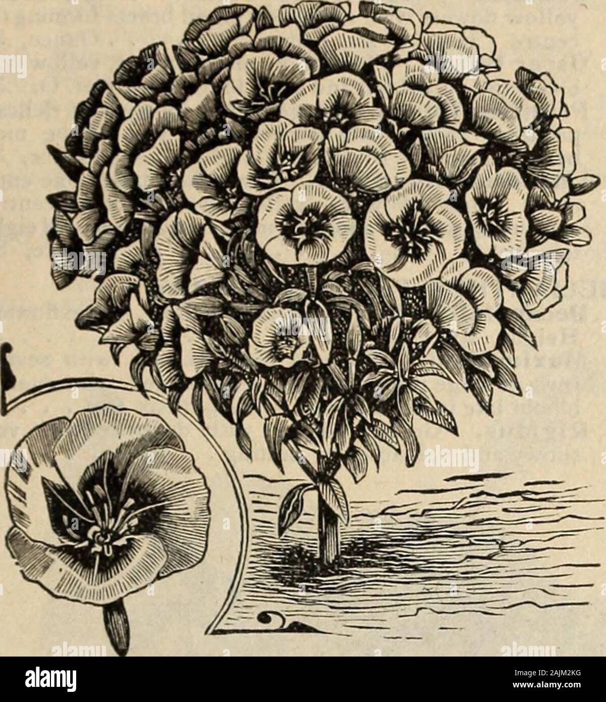 Farquhar's catalogue of seeds 1900 : plants, bulbs tools fertilizers, sundries . foliage and red Poppy-like flowers. Three feet. .05 GLOBE AMARANTH (Gomphrena ) Showy annuals with brilliant globe-shaped everlasting flowers: usefulplants for bedding and for cut-flower work. One-and-a-half feet. 3905 Finest nixed Ounce, .30 .05 3910 Reddish Purple .30 .05 3916 Orange .40 .05 3920 White .30 .05 3922 GLOBULARIA Trichosantha. A very handsomegreenhouse perennial, with bright blue flowers inglobular heads. Six inches 10 R. &&gt;,/. FARQUHAR &&gt; CO.S SEED CATALOGUE. 40 No. Pkt. GLOXINIA — Continued. Stock Photo