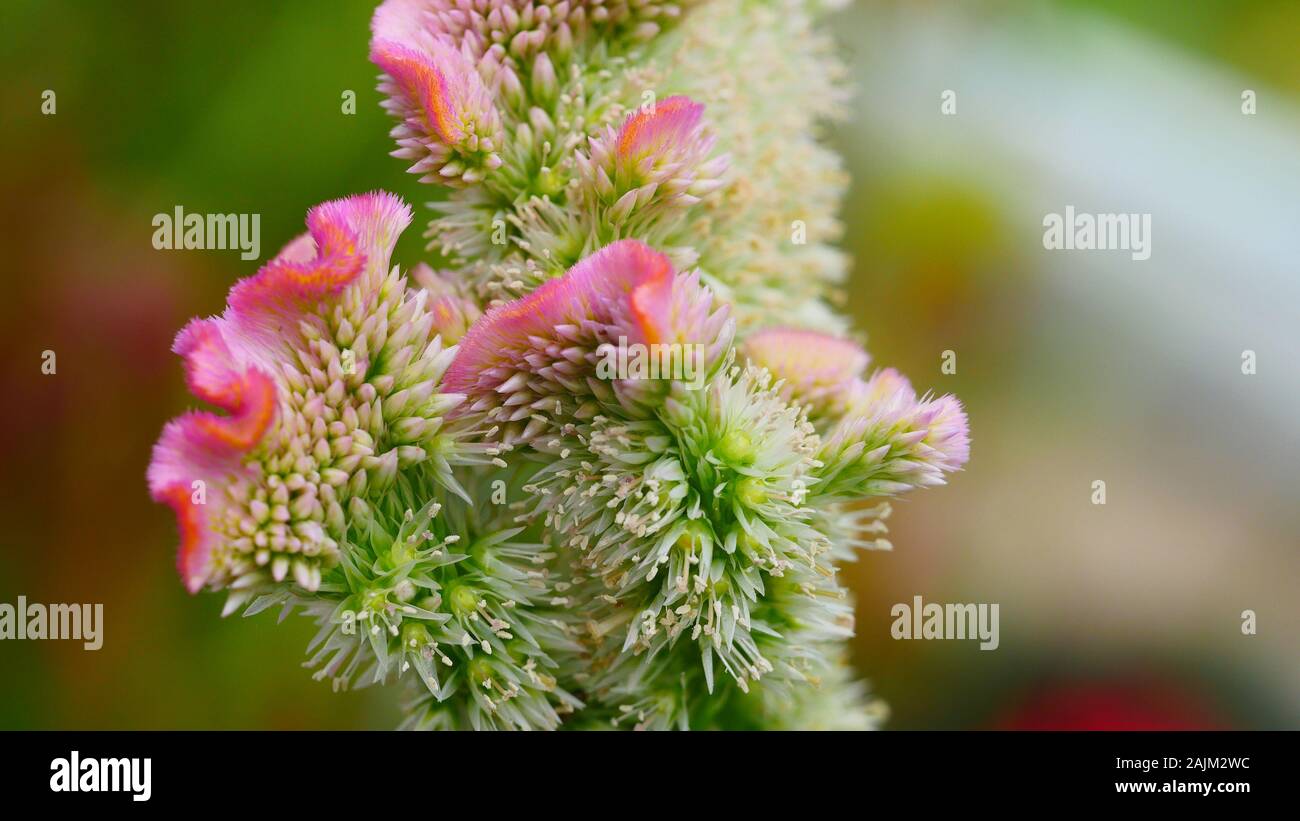 Celosia, Bombay pink, Cockscomb Stock Photo