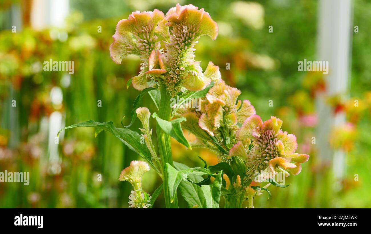 Celosia, Bombay pink, Cockscomb Stock Photo