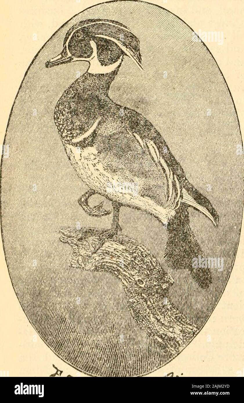 Page 9 Dental H High Resolution Stock Photography And Images Alamy