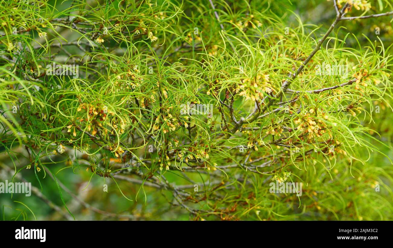 Rhamnus frangula 'asplenifolia'. Stock Photo