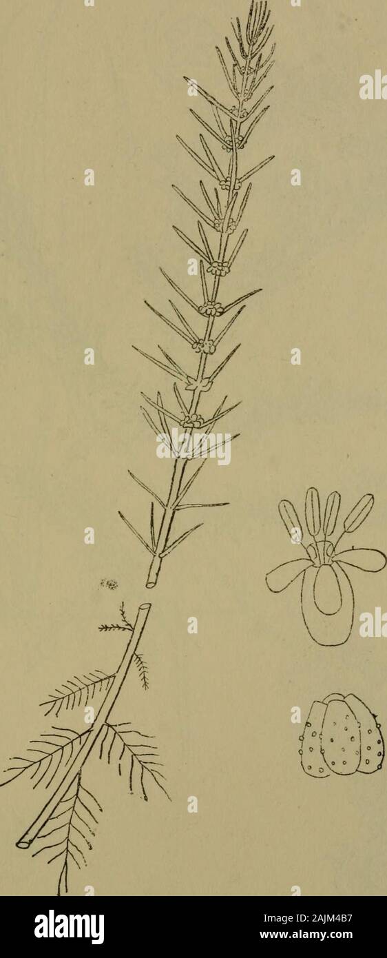 The flora of the Nilgiri and Pulney Hill-tops . JD. R, Fyso?t del. SERPICULA BREVIPES IP.crA. Nat. size. HALORRHAGIDACE/E 331. D.R.FysondeL MYRIOPfiYLLUM INTERMEDIUM DC. f Nat, 32 MYRTyVCEiE Stock Photo