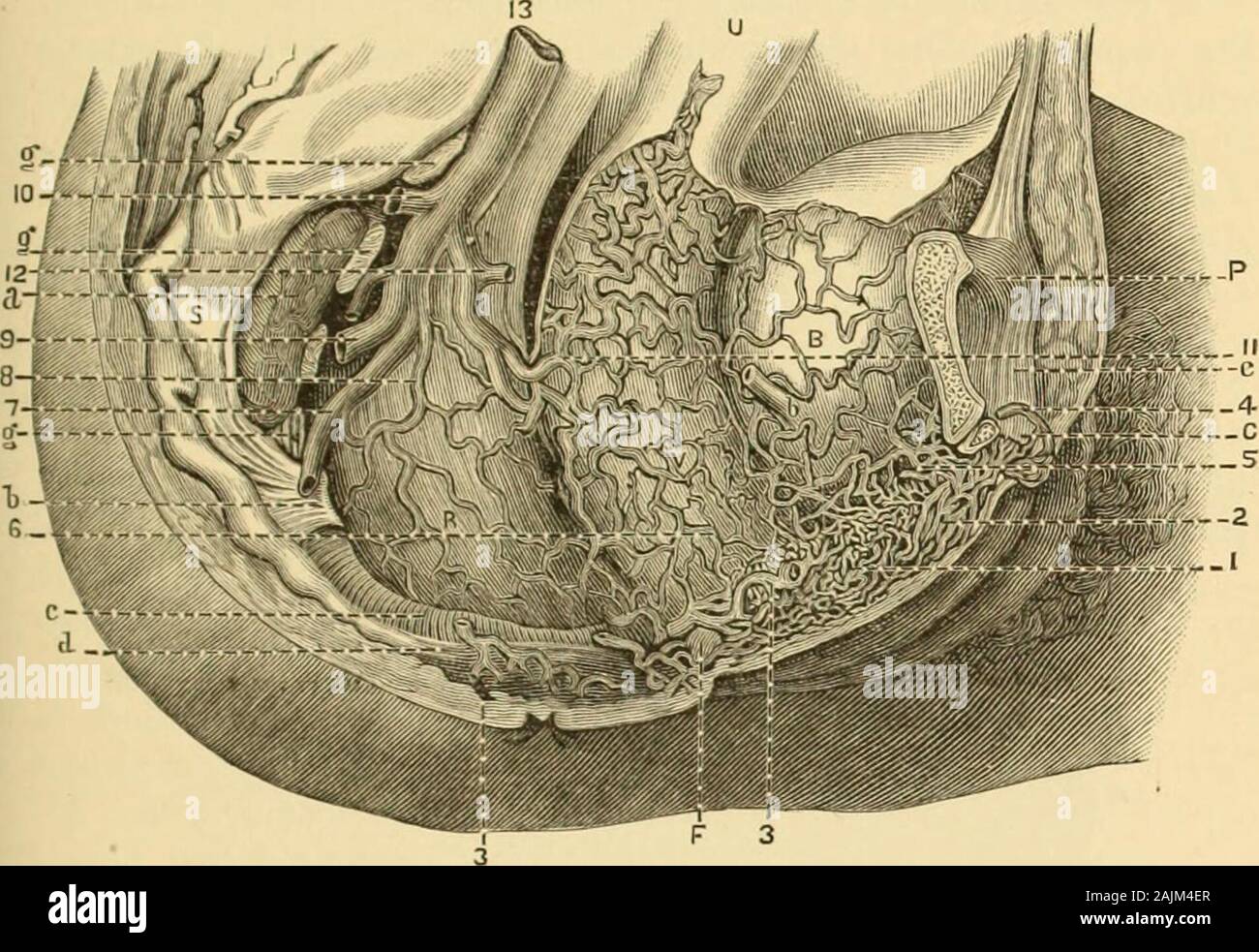 A system of gynecology . ression of personal opinion. Most authorities in histology, it mustbe admitted, describe the labia minora I when they describe them at all) as genuinemucous folds. Klein characterizes them somewhat vaguely as fibrous connective-tissue mucous membrane {Elements of Histology, p. 270). 1 Die Mannlichen u. Weiblichen Wollu&t-Organe des Menschen. 3 No description can convey any idea of the vascular richness of these parts whichcan compare with Savages plates pis. vi.. vii. The reader must bear in mind thatit is only in very successful special injections that the venous plex Stock Photo