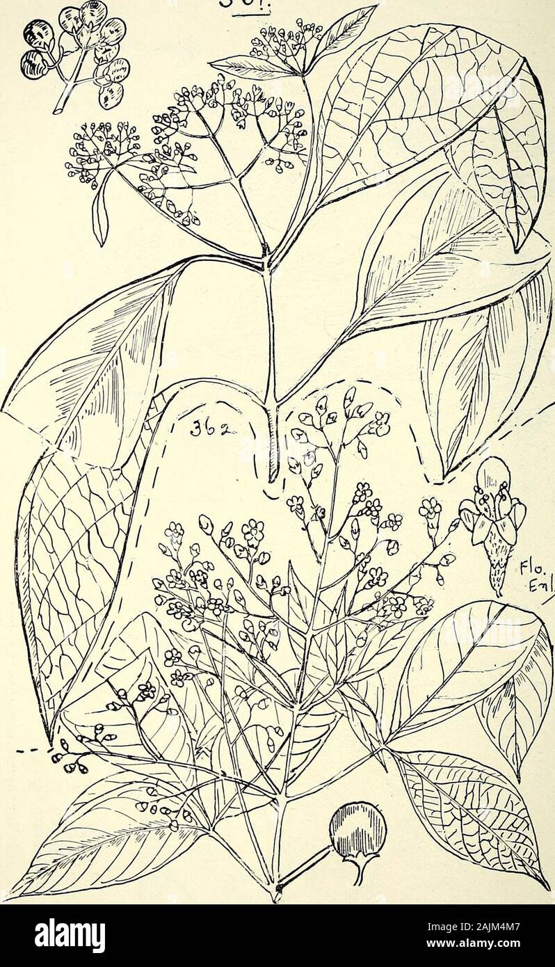 Comprehensive catalogue of Queensland plants, both indigenous and naturalised To which are added, where known, the aboriginal and other vernacular names; with numerous illustrations, and copious notes on the properties, features, &c., of the plants . ^^^ %iS^ 384 XCV. VERBENACE^.3b).. 361. Premna Tateana, Bail. 362. VlTEX ACUMINATA, R. Br. XCV. VERBENACE.E. 385 Stock Photo