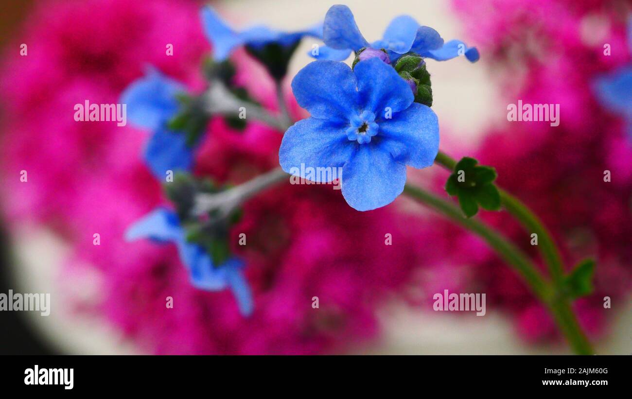 Cynoglossum amabile, Chinese forget-me-not Stock Photo