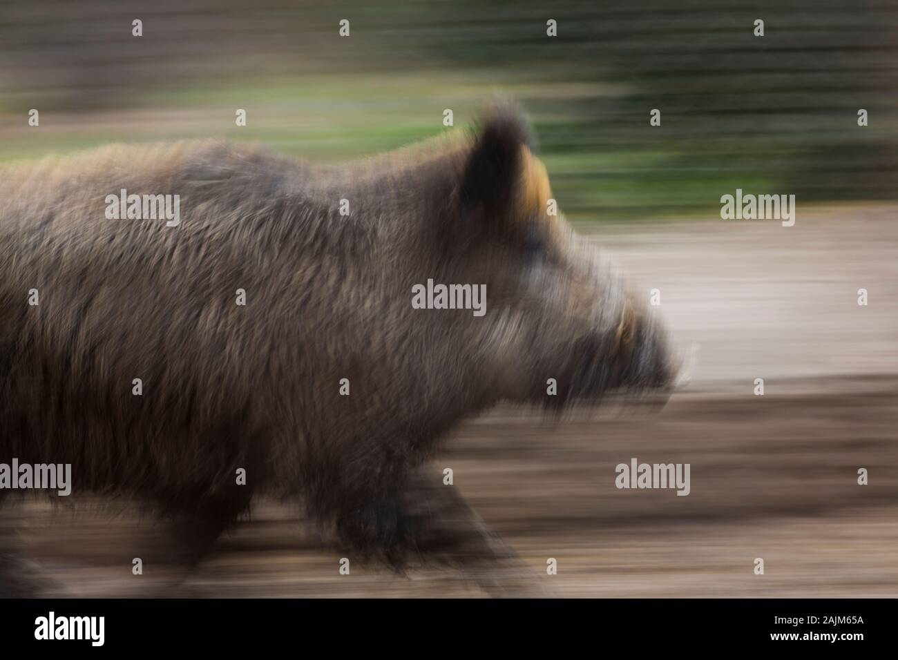 Jabli WILD BOAR OR WILD PIG - JABALI (Sus scrofa Stock Photo - Alamy