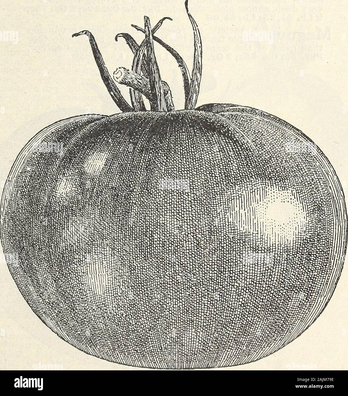 Seed annual 1908 . larger, distinctly smoother, solid and of verygood quality. Early, smooth and of a largesize it is a particularly profitable tomato formarket gardeners. Pkt. 5c; Oz.SOc; 3 0z. 55c;%Lb. $1.00; Lb. $3.00 We considerthis one ofthe very best early tomatoes yet introduced.Vine vigorous and very productive. Fruitdeep scarlet-red, smooth, of large size andexcellent quality. Pkt. 5c; Oz.SOc. 3 Oz.55c;h Lb. $1.00; Lb. $3.00 Chalks Early Jewel Farlv Mir&gt;liia-an One of the best second E-ariy iviicnigan ^aviy sorts, its first fruits are very early and the vines continuefor a long tim Stock Photo