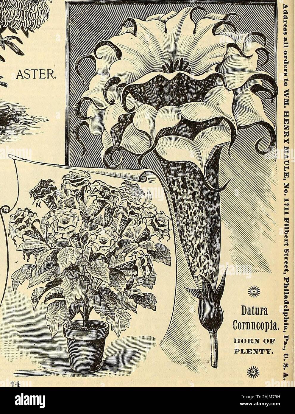Maule's seed catalogue : 1896 . colors and pleasant odor of the flower, make this noveltymost conspicuous. The plant is of a very robust habit. The stemIs thick, dark brown purple, shining as if varnished. The branchesare very numerous, spreading symmetrically three or four feet inevery direction. The leaves are large, of a dark green color. Theflowers are trumpet shaped, measuring eight to ten inches inlength, and five to seven inches across the mouth, and form threedistinct flowers, growing each within the other; the throat andmouth of corolla, a most delicate French white, beautifully con-t Stock Photo