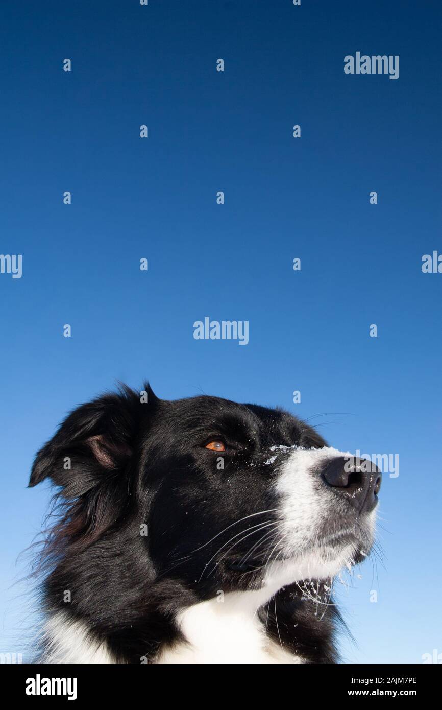 Border collie dog with blue sky text space looking at horizon Stock Photo