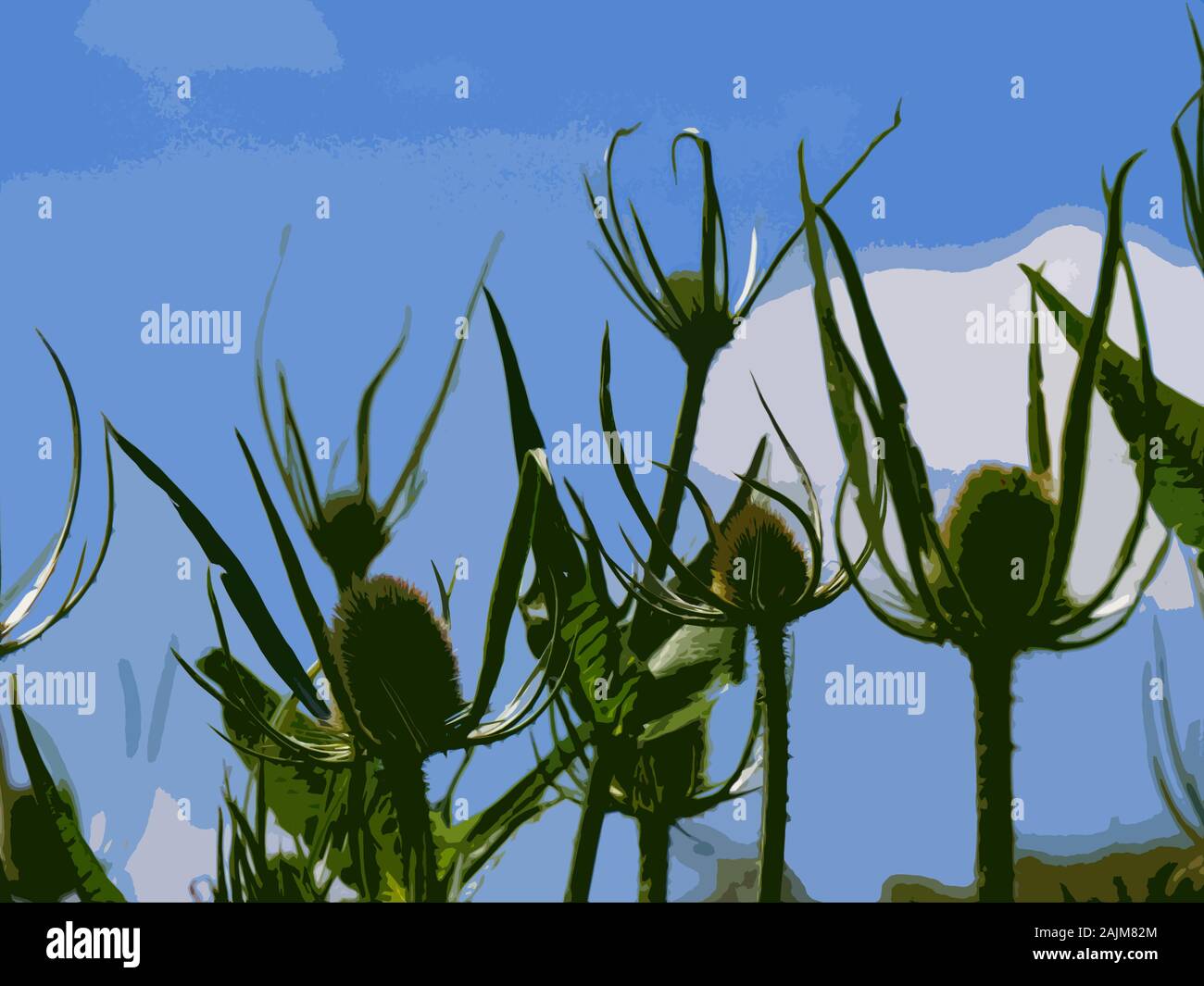 Dipsacus, Teasel flowerheads against a blue sky, photoshop cutout filter Stock Photo