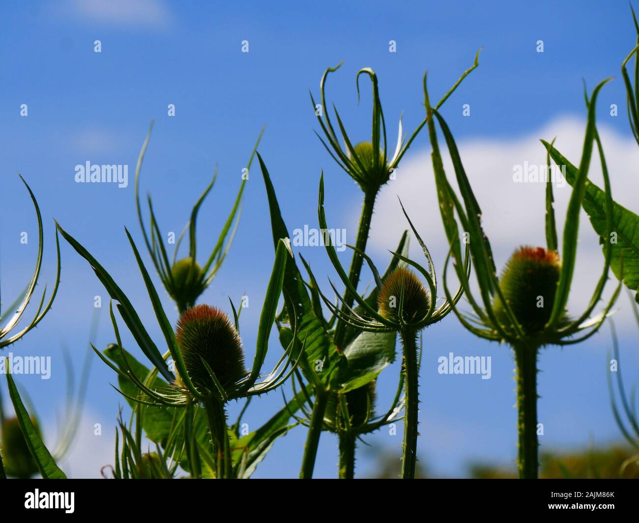Dipsacus, Teasel flowerheads against a blue sky Stock Photo