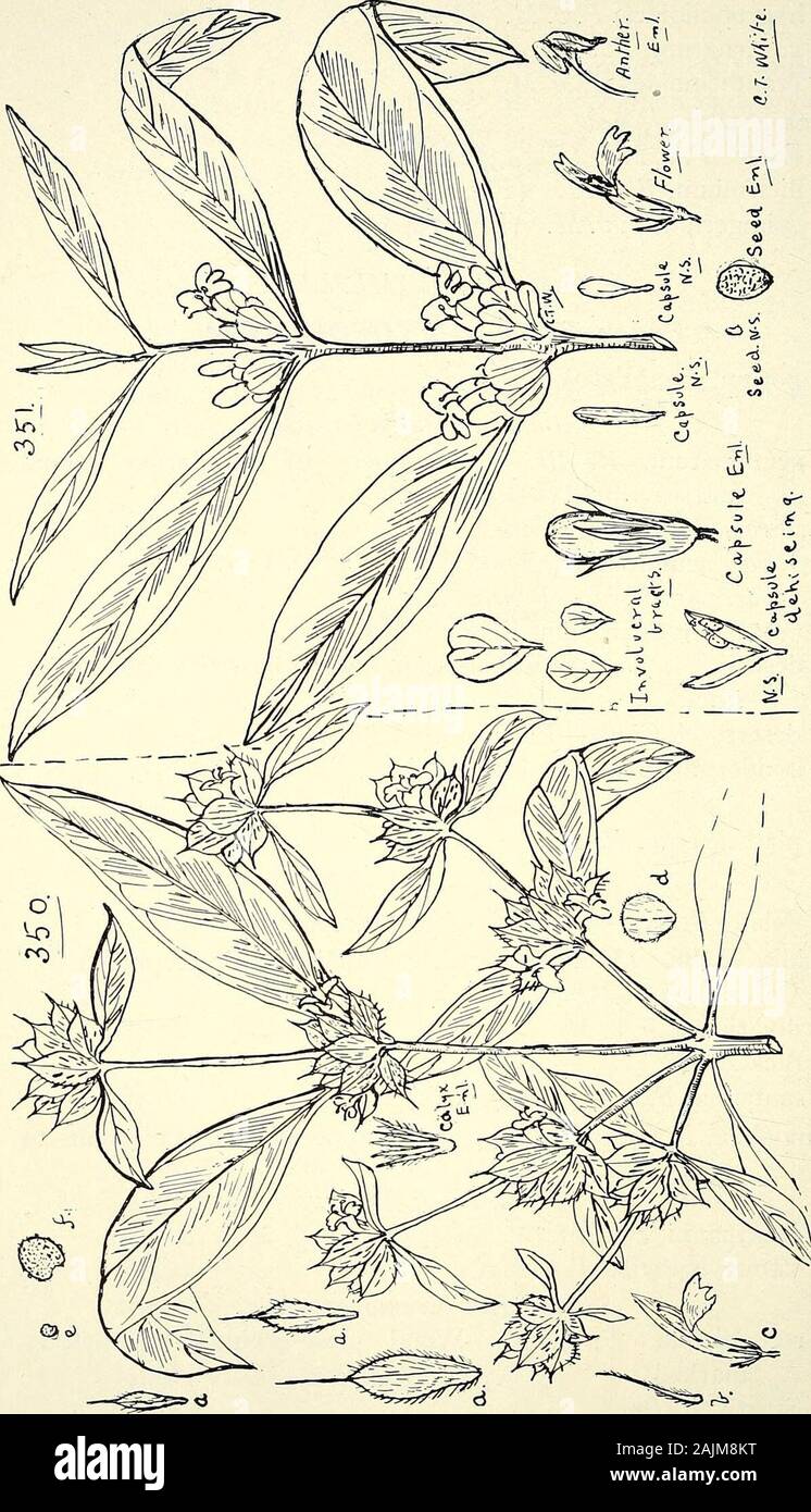 Comprehensive catalogue of Queensland plants, both indigenous and naturalised To which are added, where known, the aboriginal and other vernacular names; with numerous illustrations, and copious notes on the properties, features, &c., of the plants . IV.—MYOPORINE^l. Myoporum, Banks et Sol. Section I.—Eumyoporwn.acuminatum, R. Br. — Mee-mee of Stradbroke Islandnatives.var. ellipticum, Benth.var. acuminatum, Benth.var. parviflorum, Benth.var, angustifoliurn, Benth.deserti, A. Cnnn.—Ellangowan Poison-bush; poisonous to stock,deserti, A. Cunn.—Poisonous to stock.laxiflorum, Benth. (Fig. 355.) Sec Stock Photo