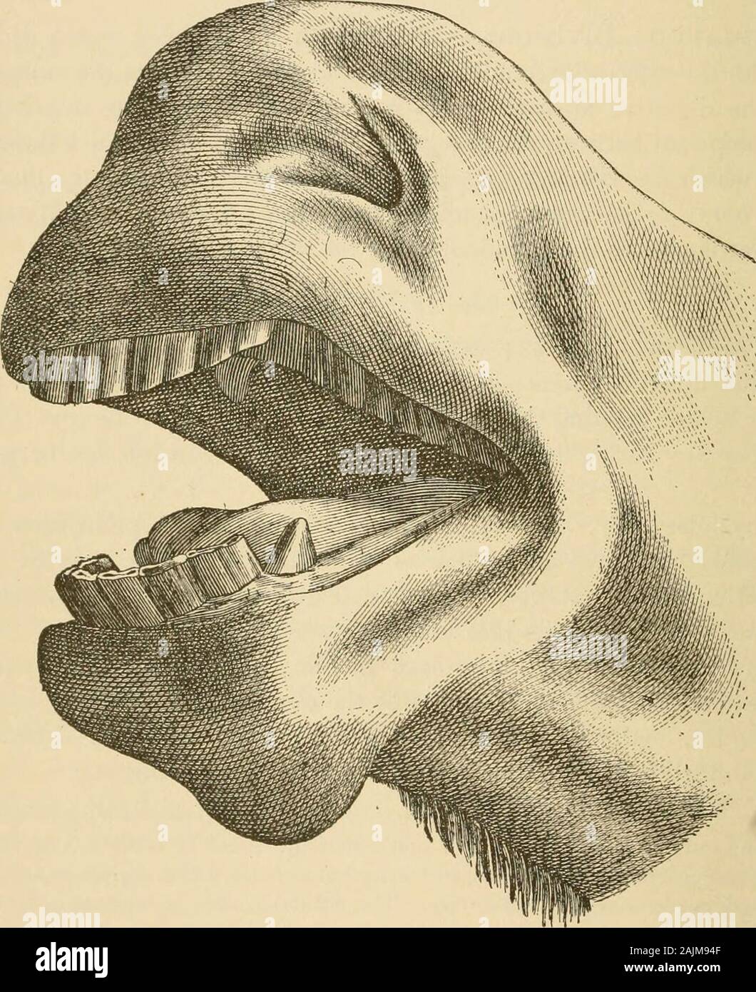 The exterior of the horse . skin,provided with two kinds of hairs : the one consisting of long, stiff, and scatteredhairs, called tentacles, and deeply embedded in the subcutaneous tissue and evenin the muscles ; the other, very fine, short, and numerous, belonging to the ordinaryhairs of the coat. The former are provided with a nerve terminal at the base oftheir papilla, which makes them delicate organs of tactile sensation for theanimal. To a large degree these supersede the function of the hand in quadru- 70 THE EXTERIOR OF THE HORSE. mana. The external face offers on the median line of the Stock Photo