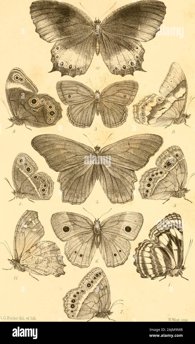 The Annals and magazine of natural history; zoology, botany, and geology . rButler.deLetlilli sItil&gt;?rt6uvAiati 5,6, Oiaraoce^s Hcho. Bail. Jderorne. L/rcu-ii/s.SaU. 8 (MjJj^s humiiis.B:itl D.Mycalr.-&lt;is anvrux tkilL Ann.&Maq.Nai.ELstS-3Yol ^0Pl.U. TVWestirnp A G-BuOfirael etMi I tJ^epliji Charcm.BuH 2.Ccelxtes ku^vOis.Biill. 3.4.MycalesL6.C^heus.Bivbi.  5 6.MvealpsisFoI&gt;rd£CtaCmrn. 7.M..y-auJjbzg Butl: 8 Le/Ji^.WhUUyLBuil^ 9.L.Manihxira. JuM. lO.Efyinnuxs iuJ^cms.BziJtl l].An^&gt;hiAa^a.pgrLerator.Bial x^ A Stock Photo