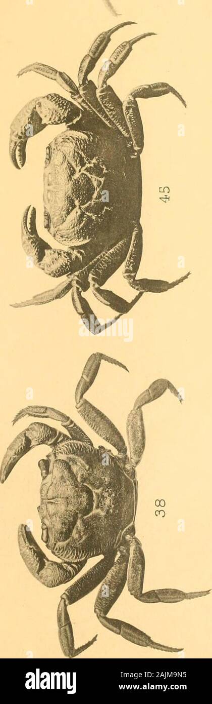 Catalogue of the Indian decapod Crustacea in the collection of the Indian museum .. . Stock Photo