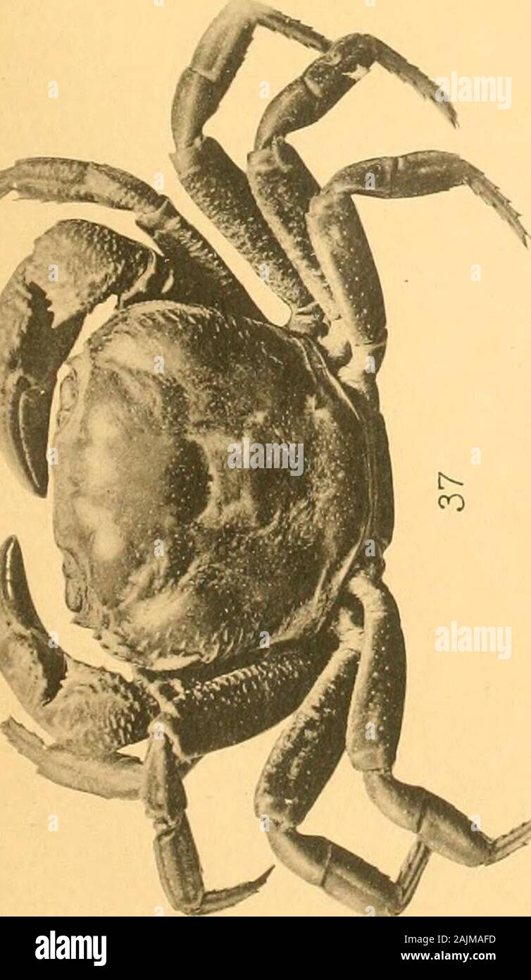 Catalogue indian decapod crustacea in hi-res stock photography and ...