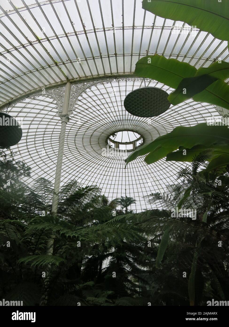 Striking lacy pattern of fronds of tree ferns silhouetted against the wrought iron and glass dome of the Kibble Palace at Glasgow Botanic Gardens. Stock Photo