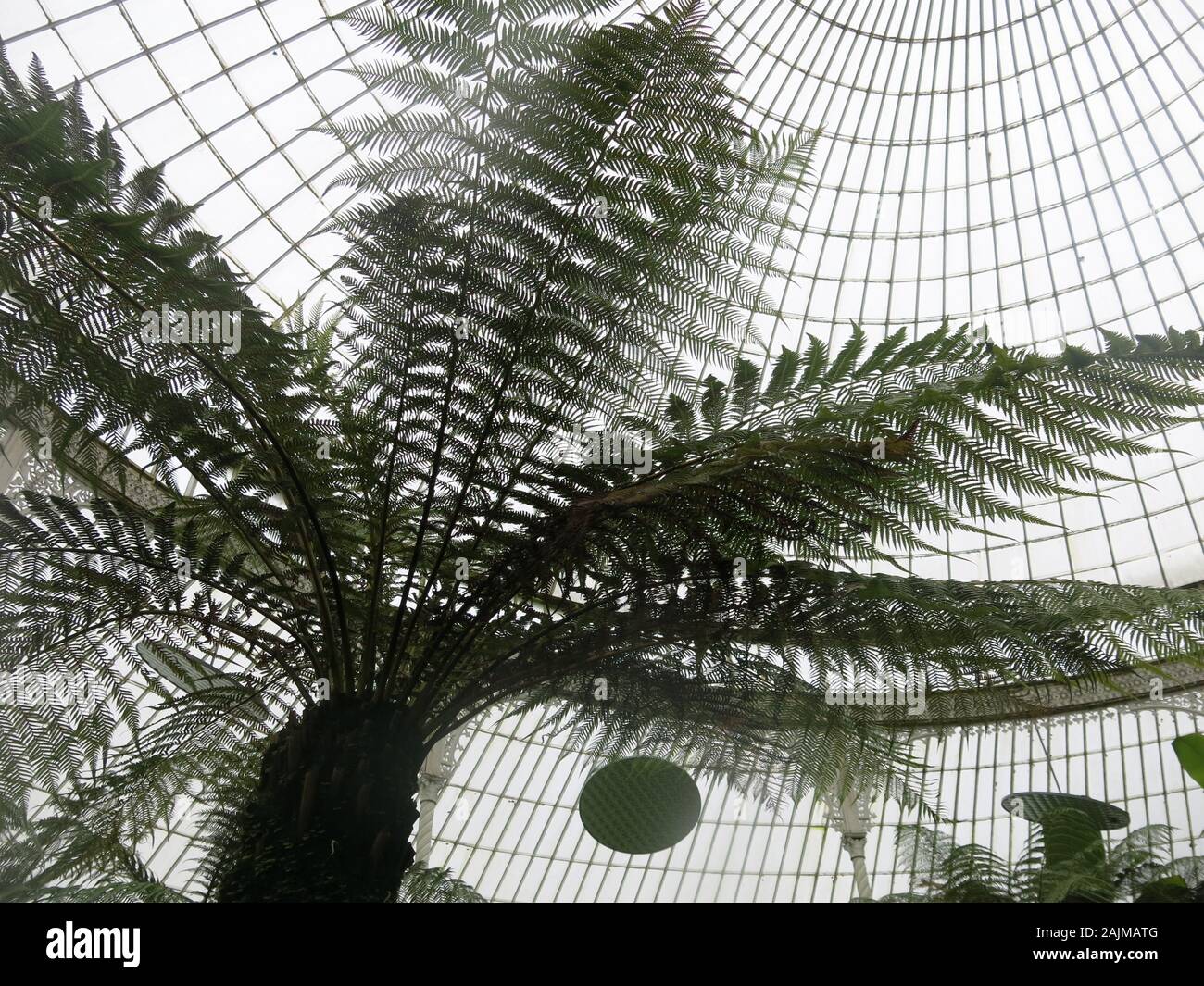 A majestic tree fern, Cyatheales, with its lacy fronds silhouetted against the concentric circles in the domed ceiling of a botanical glasshouse. Stock Photo
