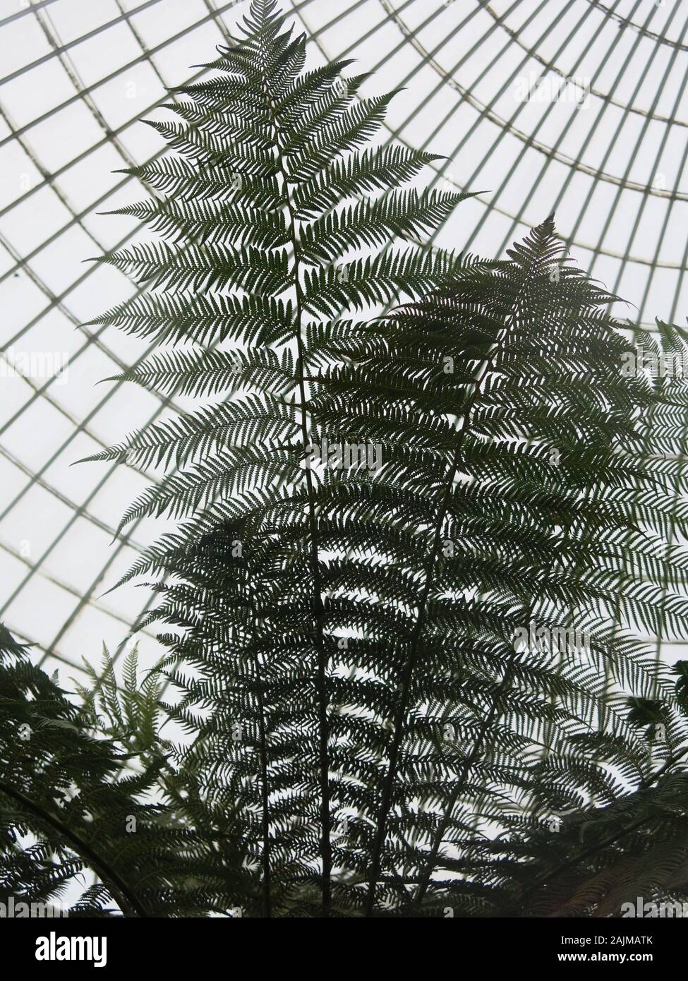 Looking up through lacy tree fern fronds into the concentric circles of the domed glass ceiling of the Kibble Palace at Glasgow Botanic Gardens. Stock Photo