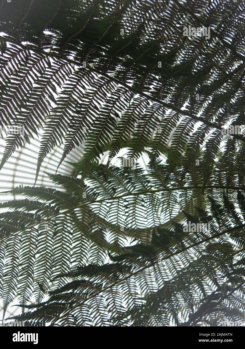 Abstract pattern looking up through fronds of tree fern foliage to the circular domed roof of the Kibble Palace glasshouse at Glasgow Botanic Gardens. Stock Photo
