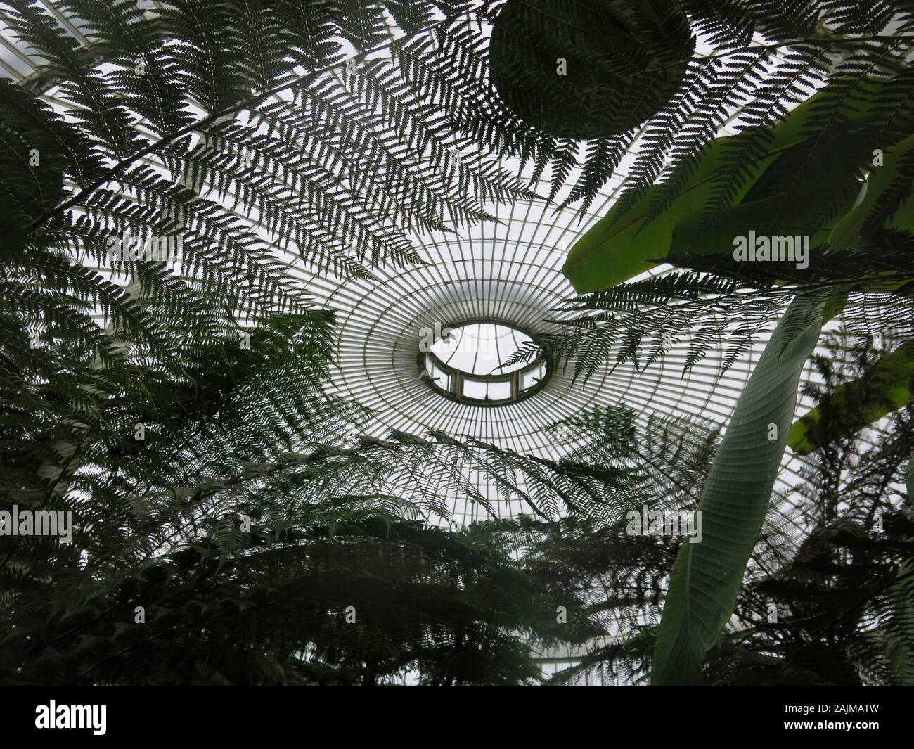 Striking lacy pattern of fronds of tree ferns silhouetted against the wrought iron and glass dome of the Kibble Palace at Glasgow Botanic Gardens. Stock Photo