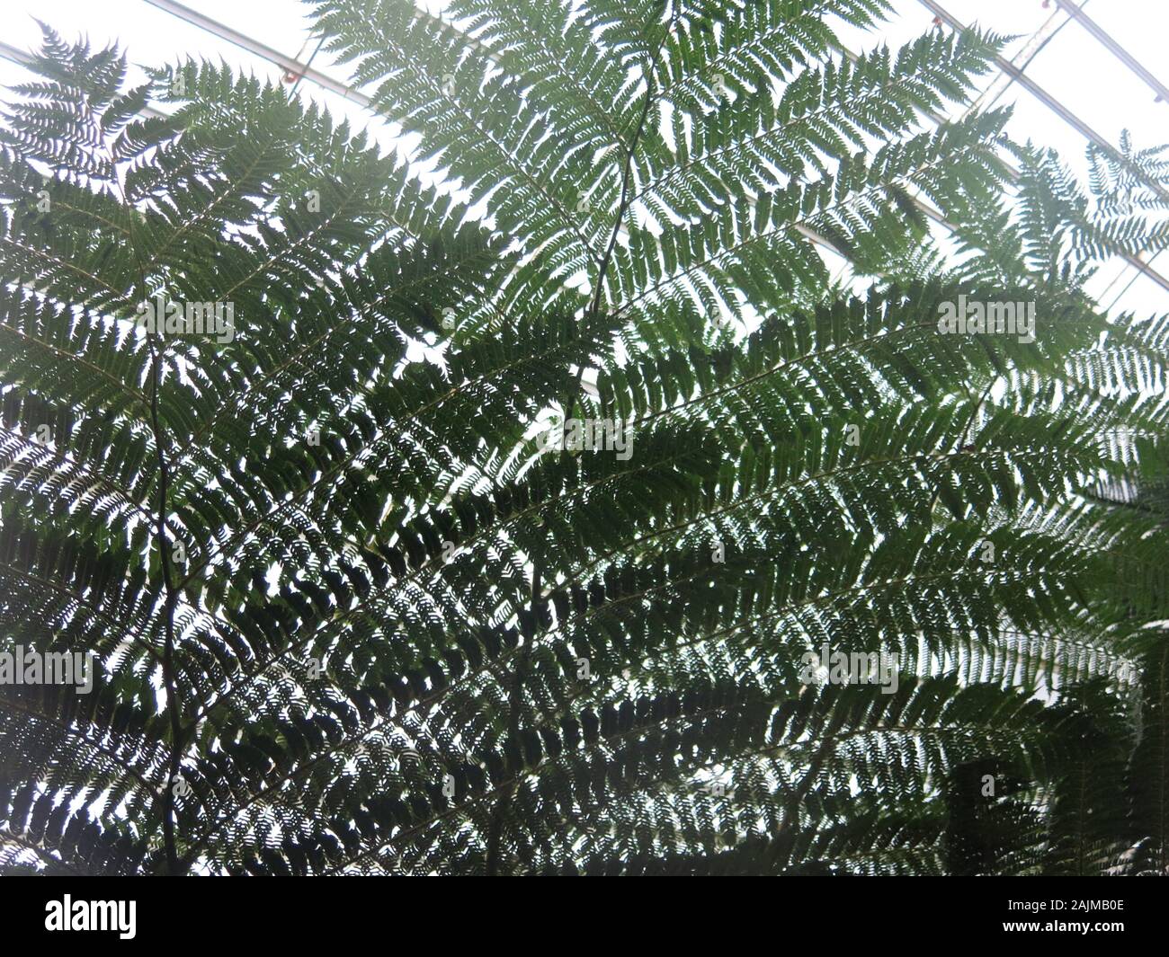Close-up of over-lapping fronds of tree fern to create an abstract pattern of lacy foliage against a bright light background. Stock Photo