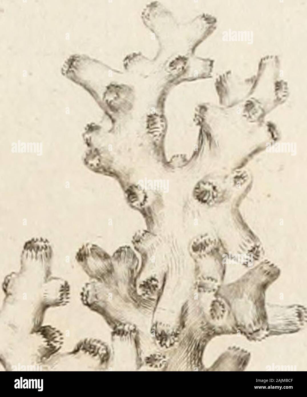 Comp Uncommon The natural history of many curious and uncommon zoophytes : collected ...