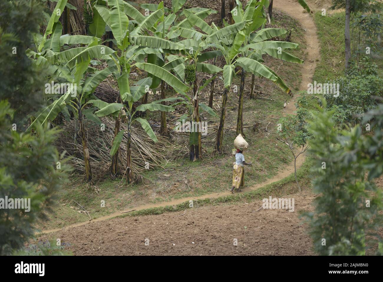 Woman walking among sown fields near Karongi, Kibuye, Rwanda. Stock Photo