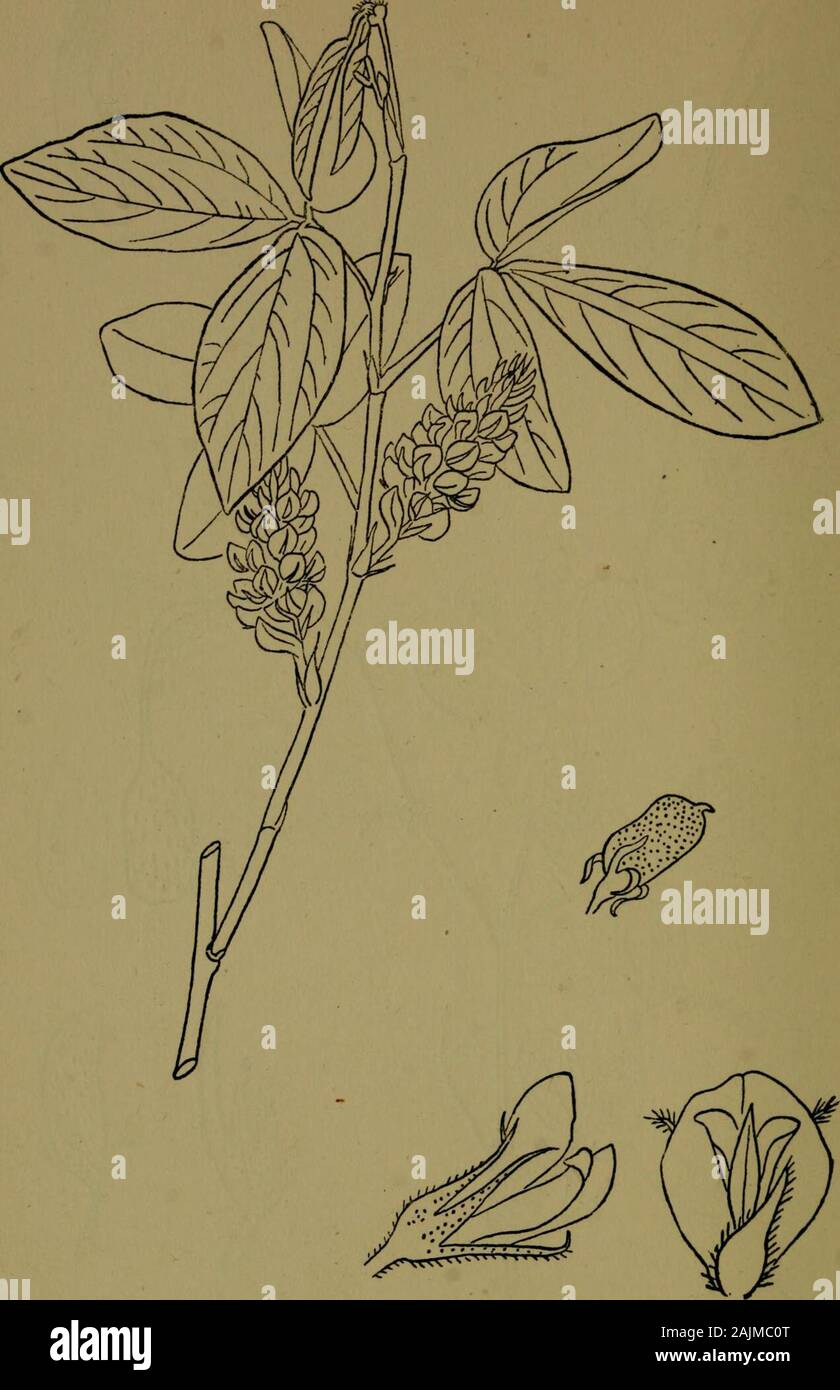 The flora of the Nilgiri and Pulney Hill-tops . D. R. Fyson del, ATYLOSIA RUGOSA W. &- A. 318 PAPILIONACE/E. D.R.Fysondel. FLEMINGIA GRAHAMIANA W,^ A, | Nat. PAPILIONACEiE 319 Stock Photo