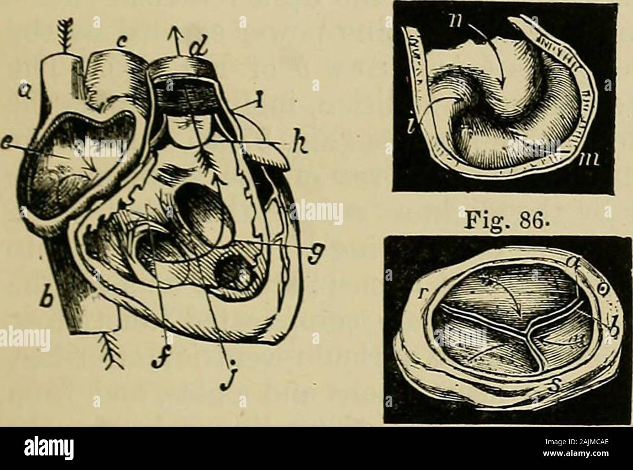 The physiology of the circulation in plants : in the lower animals, and ...