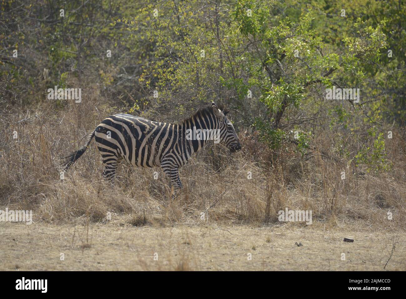 Zebras in Akagera National Park in Rwanda. Akagera National Park covers ...