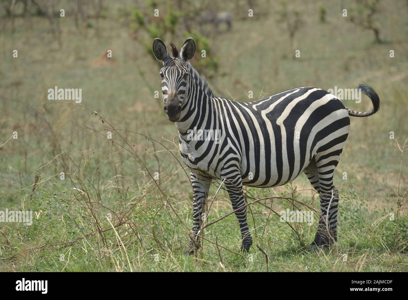 Zebras in Akagera National Park in Rwanda. Akagera National Park covers ...