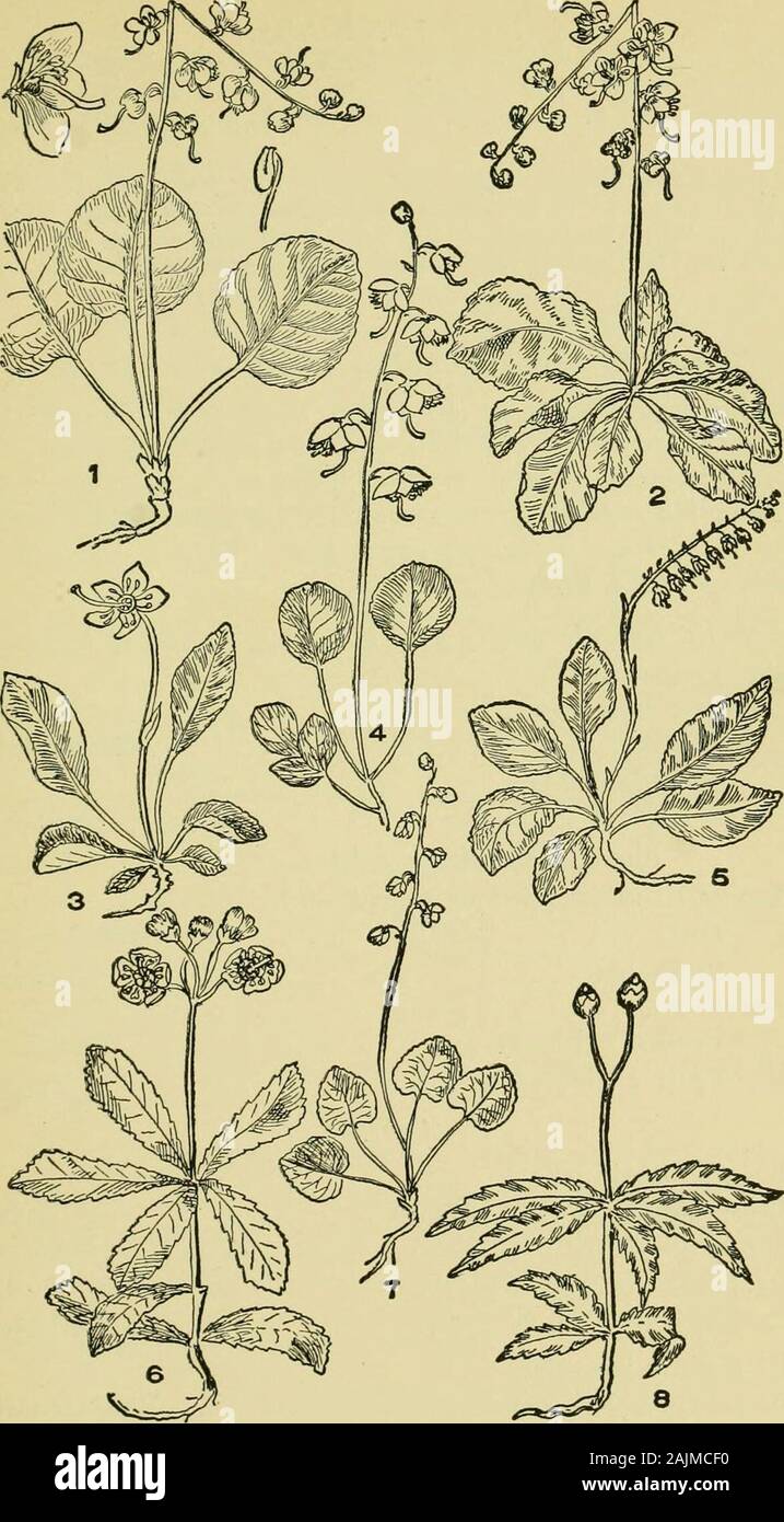 An illustrated guide to the flowering plants of the middle Atlantic and New England states (excepting the grasses and sedges) the descriptive text written in familiar language . to 6-lobed. Corolla egg- or bell-shaped Pterospora Corolla of several parts. Flowers solitary Monotropa Flowers several Hypopitys I. PTEROSPORA, Nutt. A reddish or purple leafless plant, woolly, consisting of a slender scape,from which hang rounded bells or globose fruit, arising from a roundedmass of roots- Calyx 5-parted; corolla with 5 lobes; stamens 10; capsule5-Iobed. P. andromedea, Nutt. (Fig. 5, pi. 118.) Pine D Stock Photo