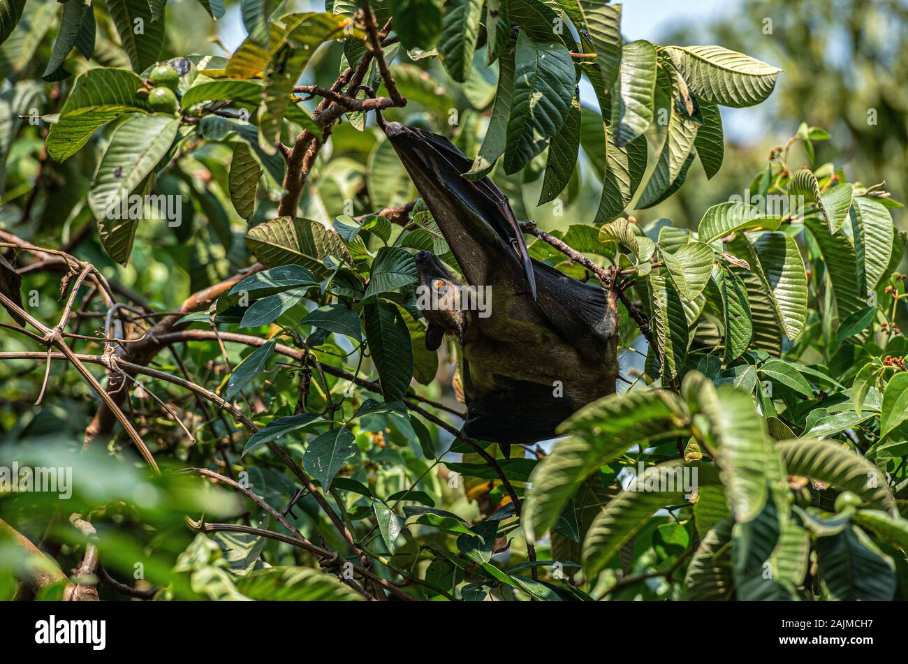 Fruit Bats resting in a tree during the day in lake Kivu, Rwanda Stock ...