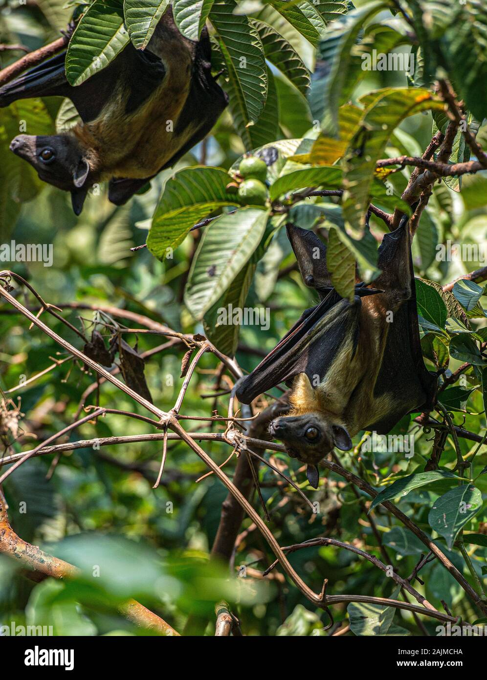 Fruit Bats resting in a tree during the day in lake Kivu, Rwanda Stock